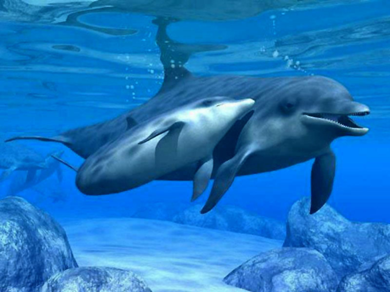 Animals - Baby Animal Dolphins Wallpapers - 0.1 Wallpaper 800x600